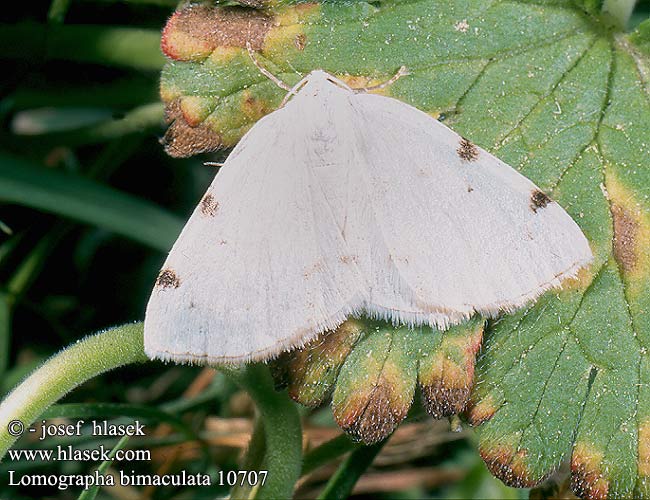 Lomographa bimaculata White-pinion Spotted Kétpontos kökényaraszoló