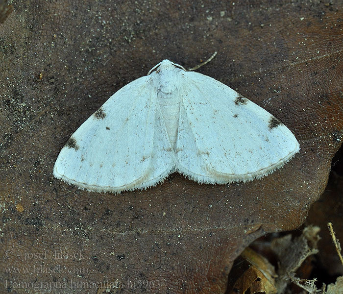 Lomographa bimaculata Listnatka dvojškvrnná Toplettet atlaskmåler