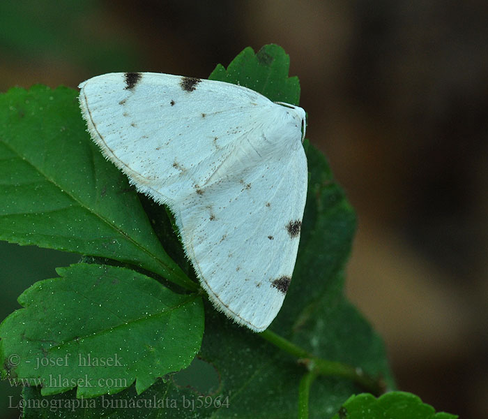 Lomographa bimaculata Tmavoskvrnáč dvouskvrnný Tweevlekspanner