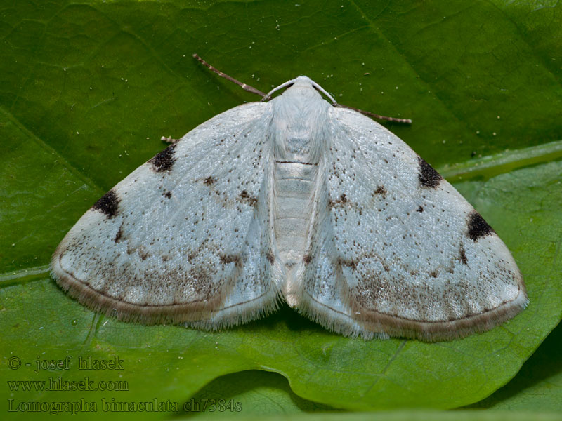 Lomographa bimaculata