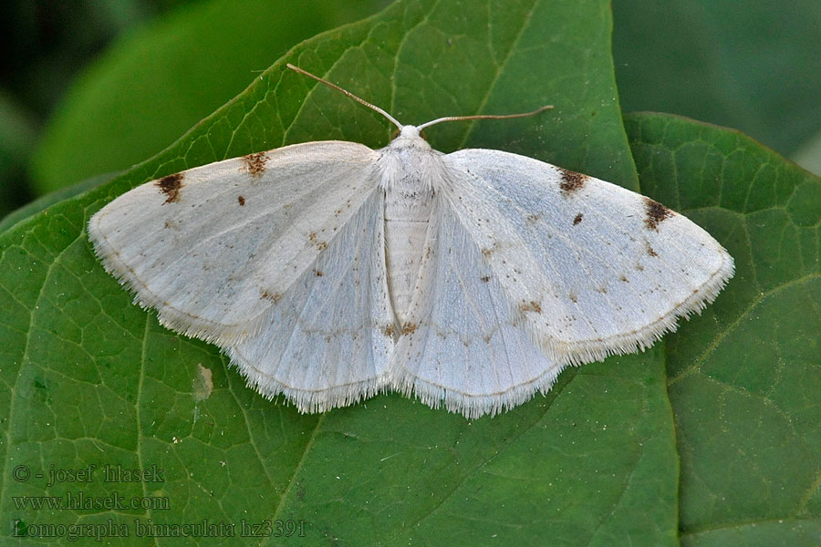 Tmavoskvrnáč dvouskvrnný Lomographa bimaculata