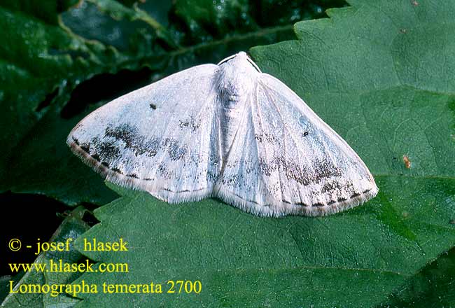 Lomographa temerata Clouded Silver Schattenbindiger Weißspanner