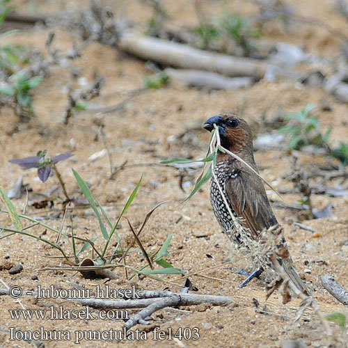 Lonchura punctulata Scaly-breasted Munia Panenka muškátová Muskatamadine Capuchino Nutmeg Capucin damier シマキンパラ Muskaatvink Mniszka muszkatowa  斑文鳥  斑文鸟 Di đá Pipit Pinang 얼룩무늬납부리새 Bondol dada sisikl peking