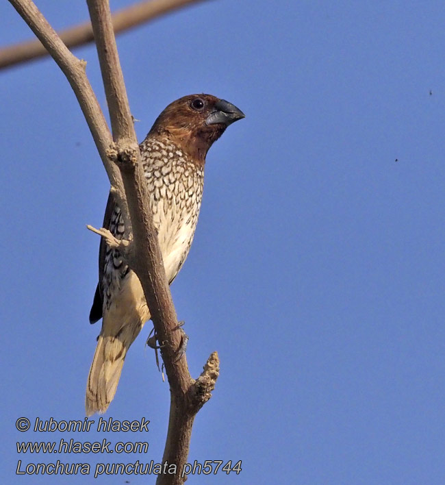 Lonchura punctulata