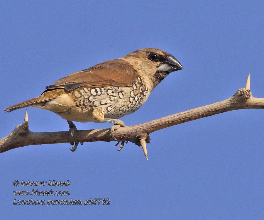 シマキンパラ Muskaatvink Mniszka muszkatowa Lonchura punctulata