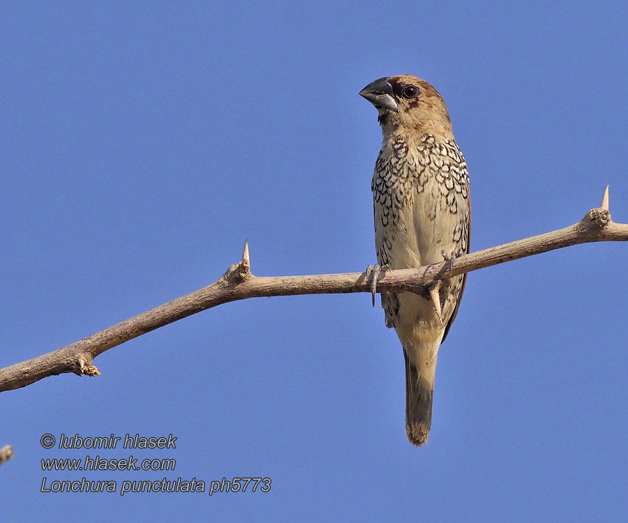 Scaly-breasted Munia Panenka muškátová Lonchura punctulata