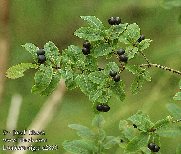 Lonicera nigra Black honeysuckle Mustakuusama Camérisier noir