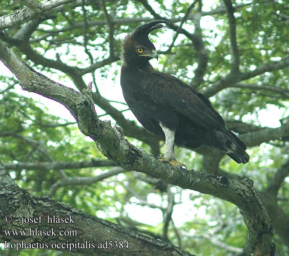 Lophaetus occipitalis Long-crested Eagle Longcrested Topør Töyhtökotka Aigle huppard Afrikaanse Zwarte Kuifarend Aquila dal lungo ciuffo Schopfadler wojownik długoczuby Orel chocholatý Águila Crestilarga Afrikansk tofsörn Langkuifarend 高冠鹰雕 Гребенчатый орёл Orol dlhochochlý ｴﾎﾞｼｸﾏﾀｶ