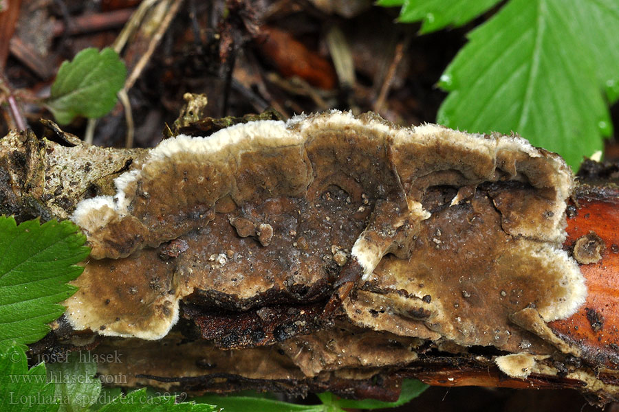 Lopharia spadicea Rußbrauner Schichtpilz