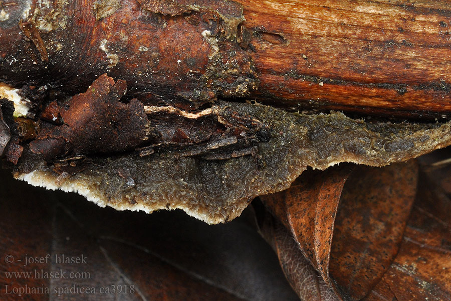 Lopharia spadicea Lofária tmavá