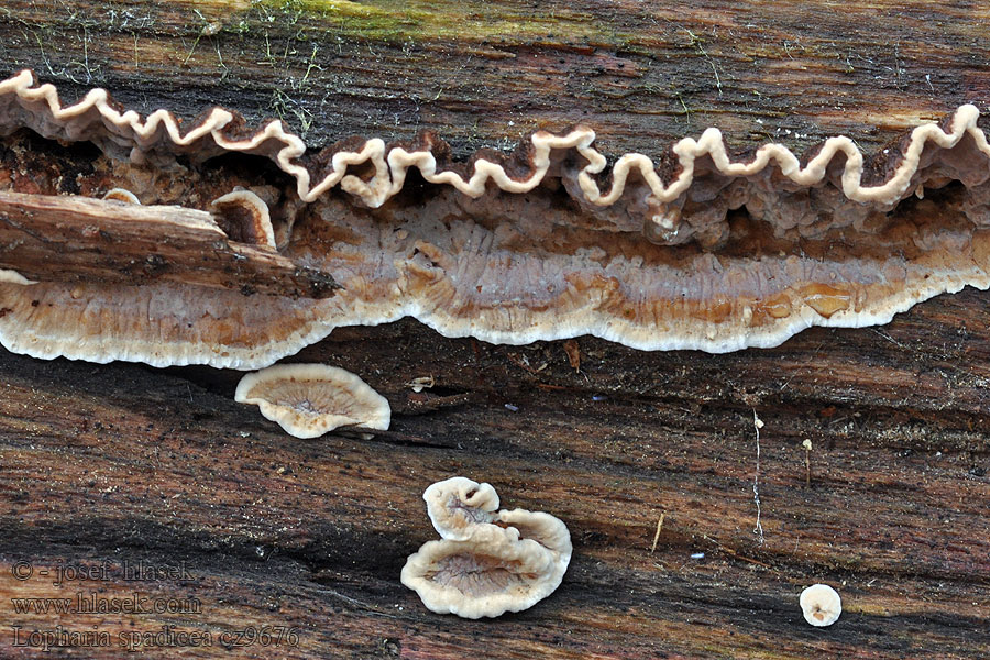 Lopharia spadicea