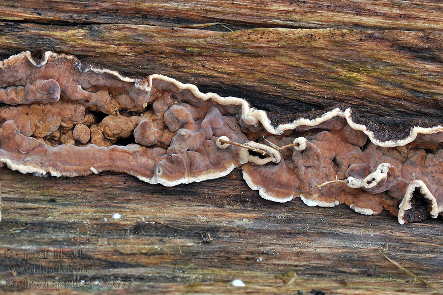 Lopharia spadicea