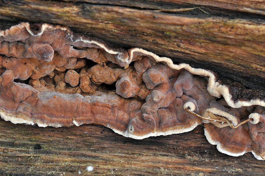 Lopharia spadicea