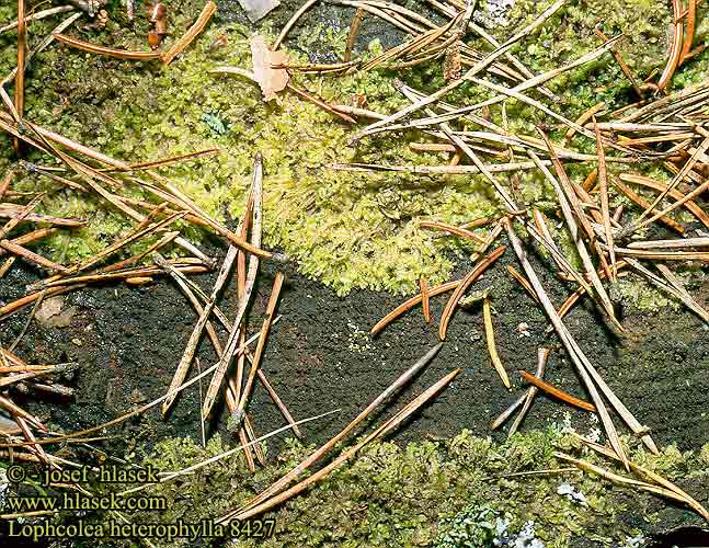 Lophcolea heterephylla NL: Gedrongen kantmos DE: Verschiedenblättriges Kammkelchmoos SK: hrebeňovec rôznolistý SE: Vedblekmossa