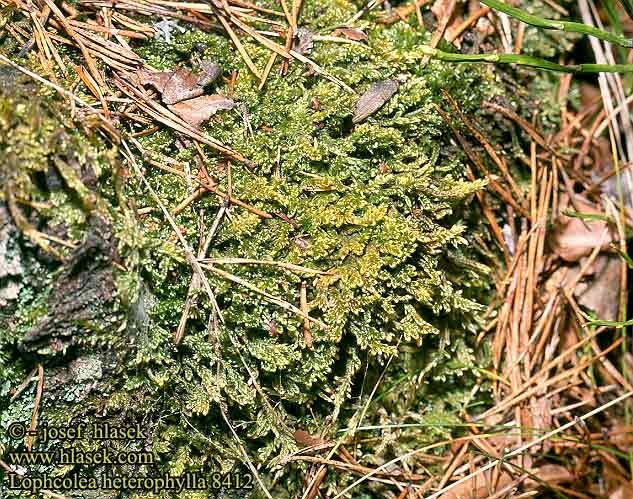 Lophcolea heterophylla NL: Gedrongen kantmos DE: Verschiedenblättriges Kammkelchmoos SK: hrebeňovec rôznolistý SE: Vedblekmossa