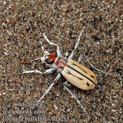 Lophyra barbifrons Pale tiger beetle