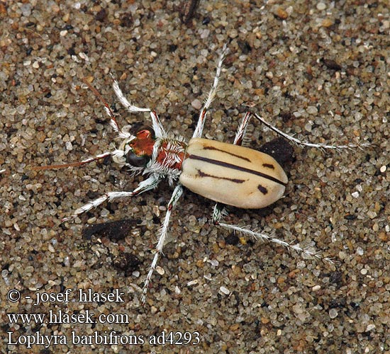 Pale tiger beetle Lophyra barbifrons