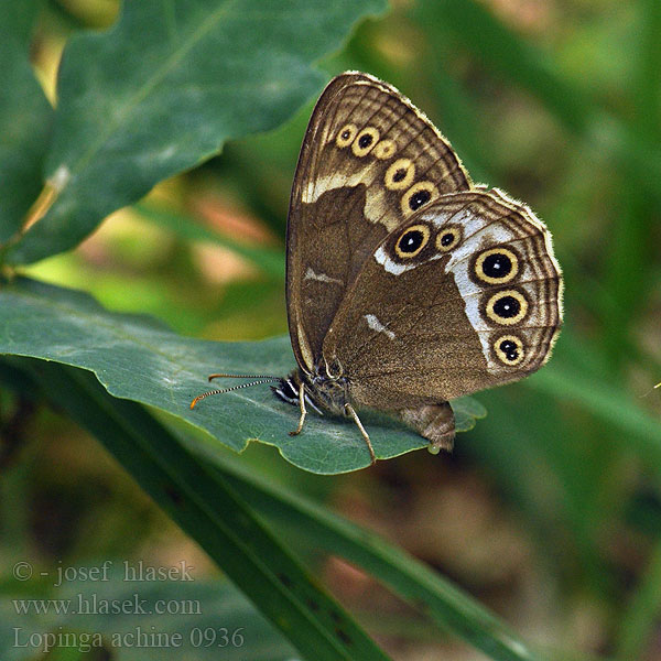 Lopinga achine Woodland Brown Bacchante Sápadt szemeslepke