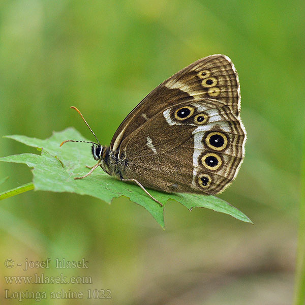 Dårgräsfjäril Lopinga achine Woodland Brown Bacchante