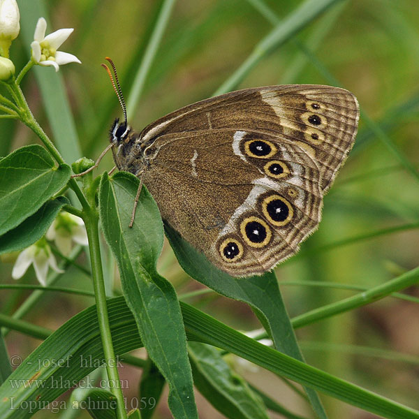 Woodland Brown Bacchante Sápadt szemeslepke Gelbringfalter