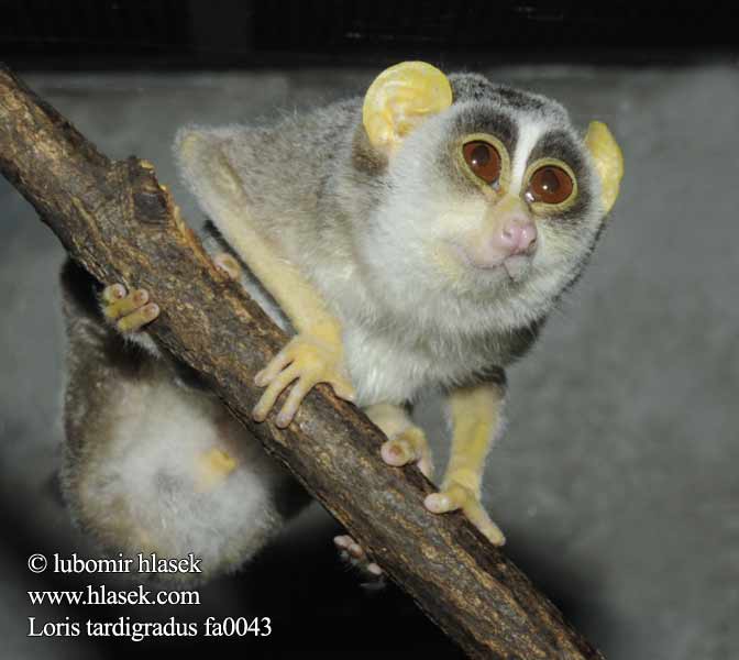 Loris tardigradus Lori štíhlý Red Slender Loris Slanklori Roter Schlanklori Hoikkalori Loris grêle 붉은홀쭉이로리스 Lori wysmukły İnce loris 蜂猴