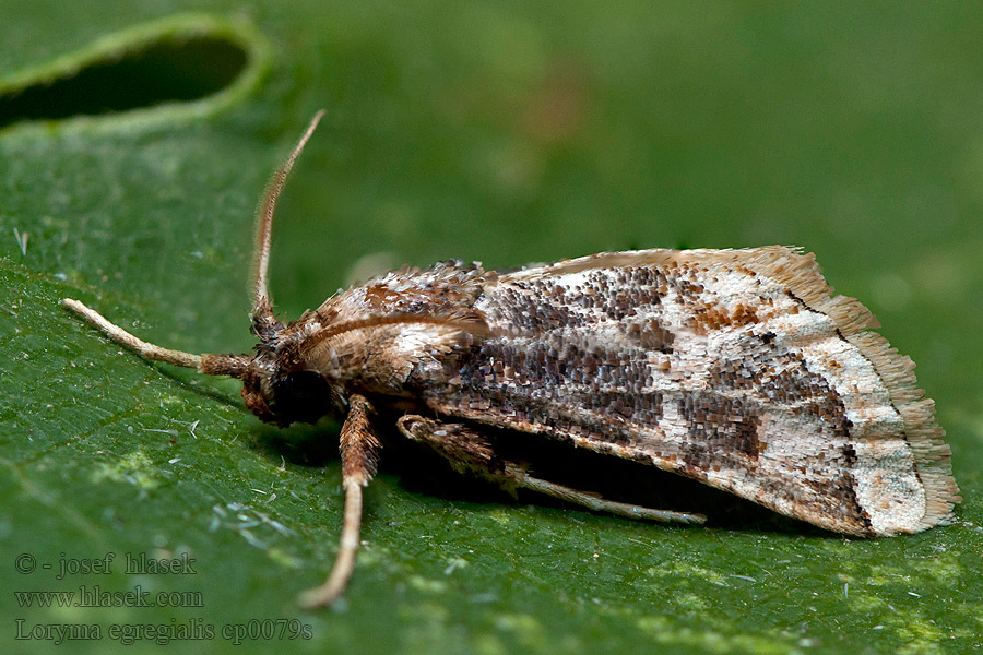 Loryma egregialis Ulotricha