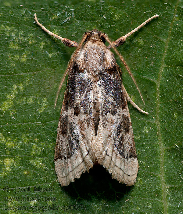 Loryma egregialis Ulotricha