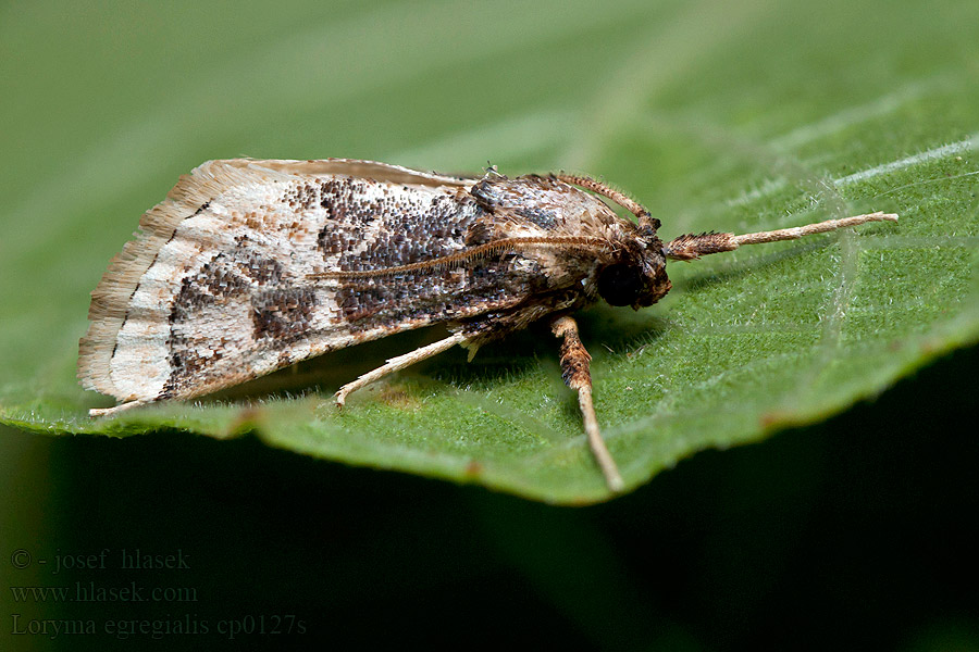 Loryma egregialis Ulotricha