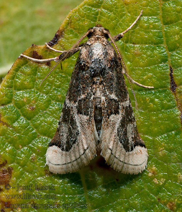 Loryma egregialis