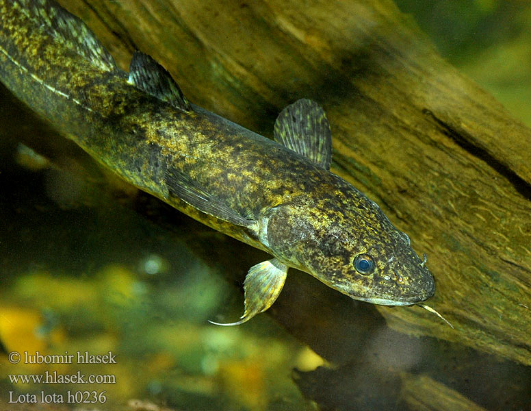 Mieň sladkovodný Lota lota Burbot eelpout Мянтуз