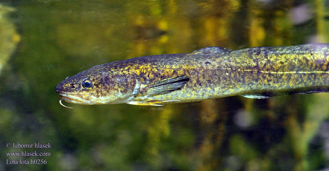 Burbot eelpout Мянтуз Mník jednovousý