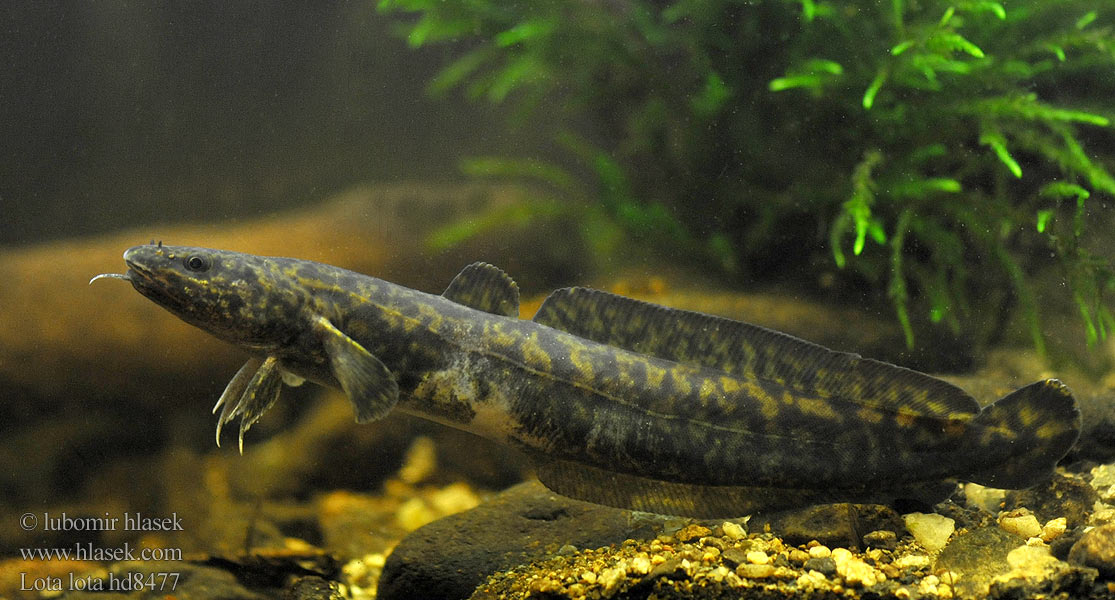 Tatlı gelinciği Mieňsladkovodný Lota lota Burbot eelpout