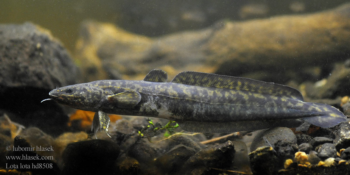 Mieňsladkovodný Lota lota Burbot eelpout Мянтуз