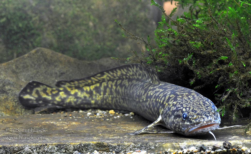 Lota lota Mieňsladkovodný Burbot eelpout Мянтуз