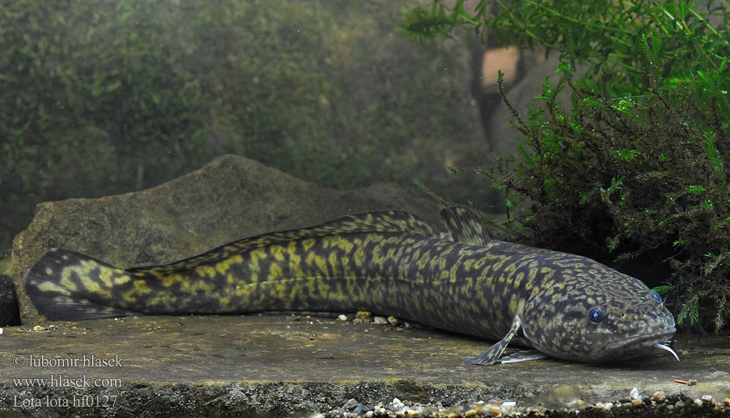 Mník jednovousý Lota lota Mieňsladkovodný Burbot eelpout