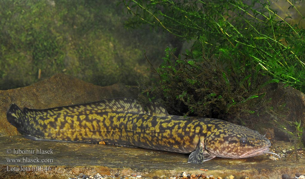 Lota lota Mník jednovousý Mieňsladkovodný Burbot eelpout