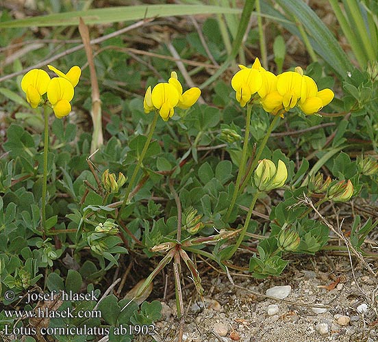 Lotus corniculatus Gewöhnlicher Hornklee Pys ceirw