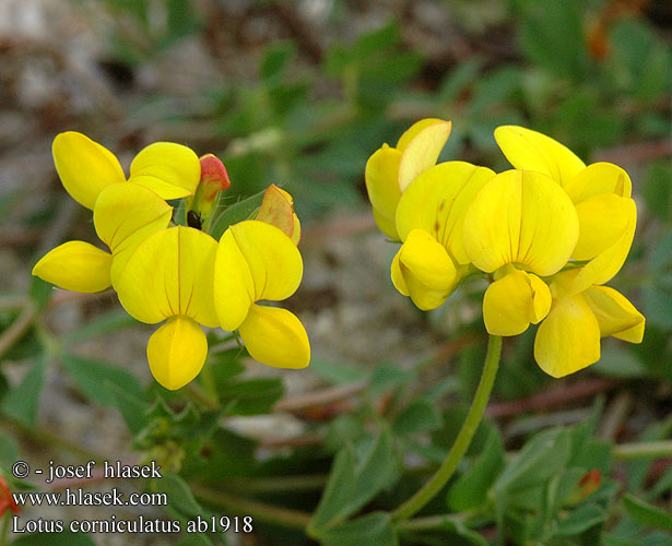 Tiriltunge Käringtand Trefoil Birdsfoot Common Bird’s-foot Clover