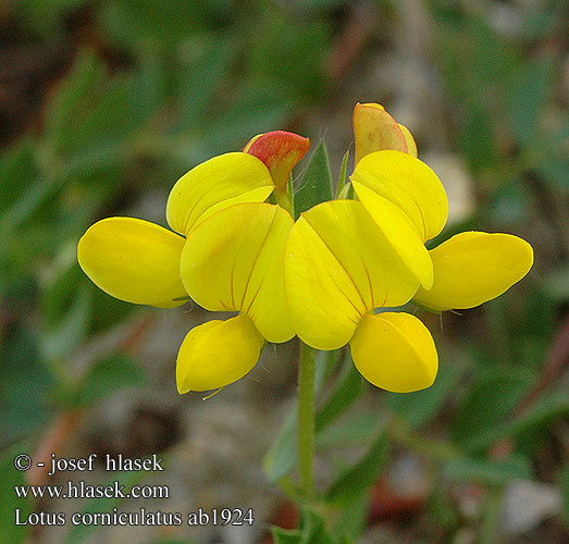 Lotus corniculatus ľadenec rožkatý štírovník růžkatý Cuernecillo