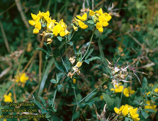 Lotus uliginosus Greater Birdsfoot Trefoil bird's foot Sump-kallingetand