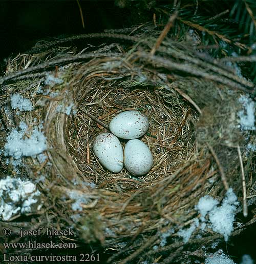 nest eggs Loxia curvirostra Crossbill Fichtenkreuzschnabel