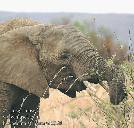 Afrikannorsu Éléphant savane Afrique Afrikaanse olifant