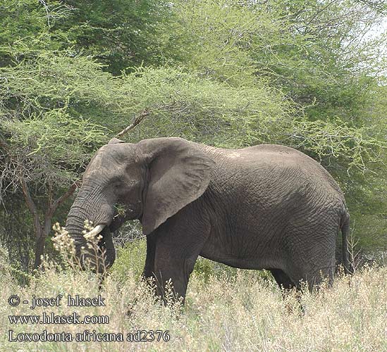 Loxodonta africana ad2376