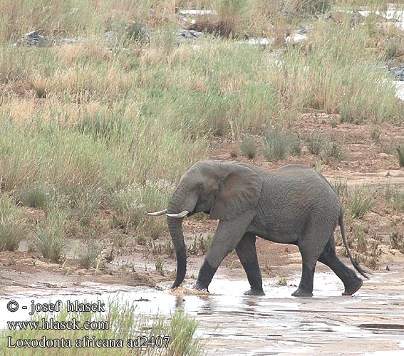 Loxodonta africana ad2407