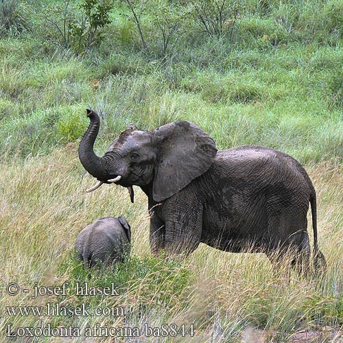 Африкански слон Elefant afric