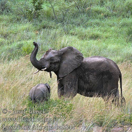 Loxodonta africana ba8844