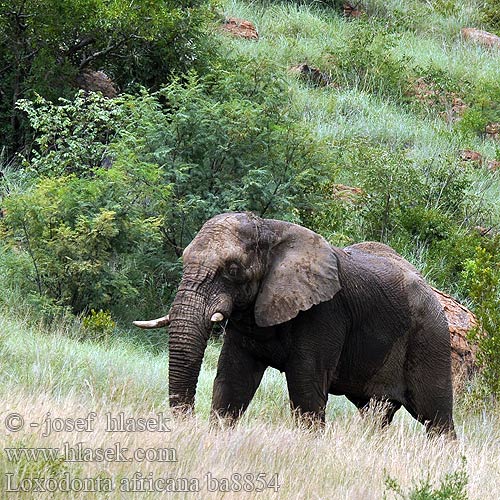 Afrikaanske Oaljefant 아프리카코끼리 Afrički slon