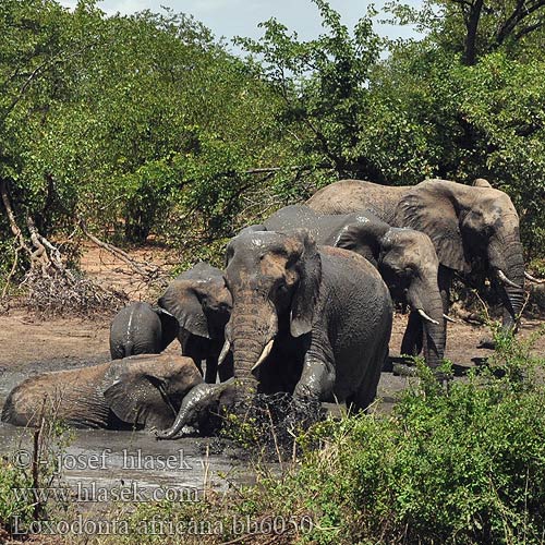 Loxodonta africana bb6050