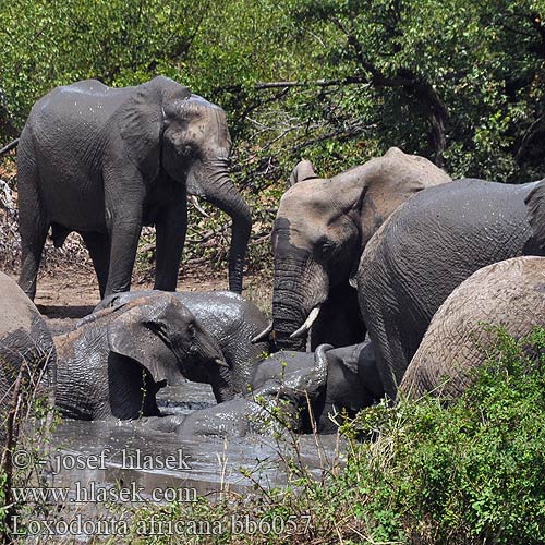 アフリカゾウ Afrikansk savanneelefant