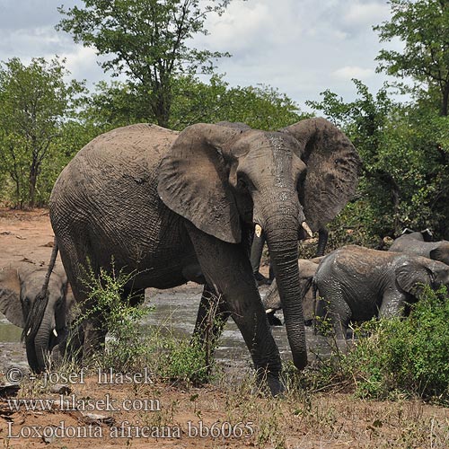 Loxodonta africana bb6065